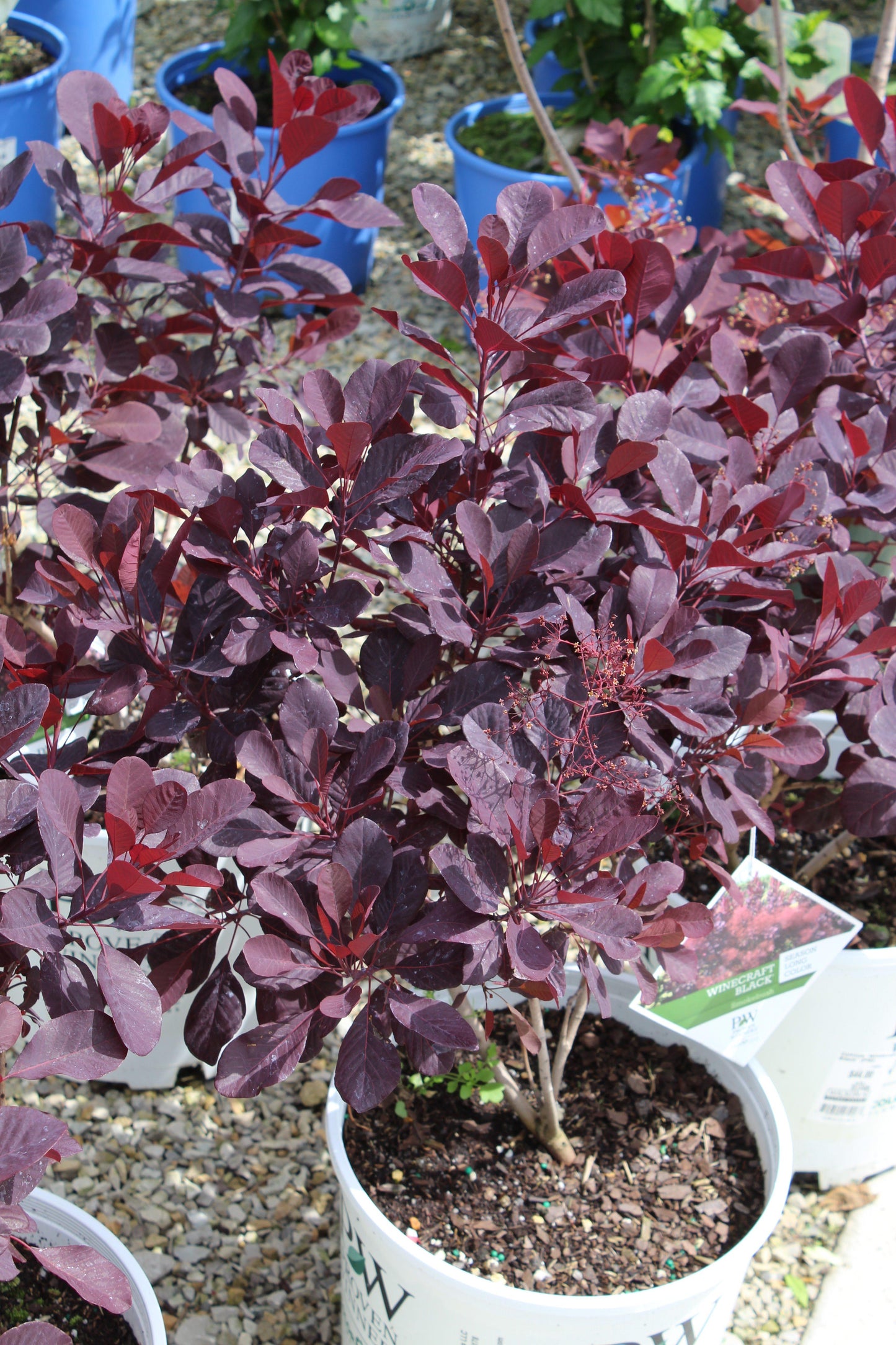 Cotinus Coggygria Winecraft Black - View 18 from www redcrocus com