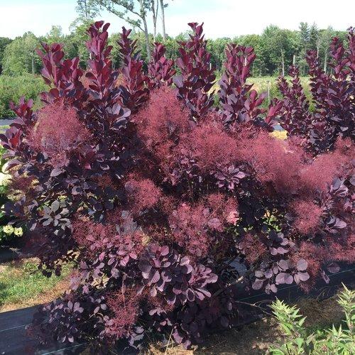 Cotinus Coggygria Winecraft Black - View 1 from www redcrocus com