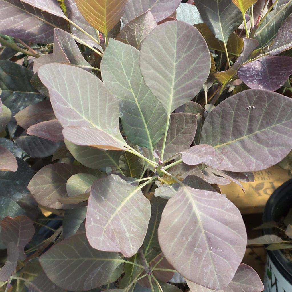 Cotinus Coggygria Winecraft Black - View 20 from www redcrocus com