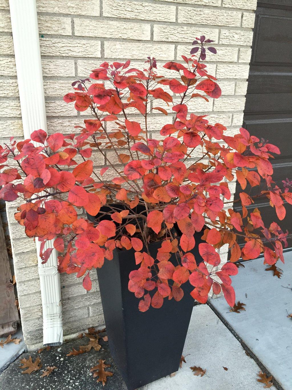 Cotinus Coggygria Winecraft Black - View 2 from www redcrocus com