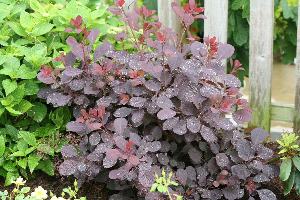 Cotinus Coggygria Winecraft Black - View 3 from www redcrocus com