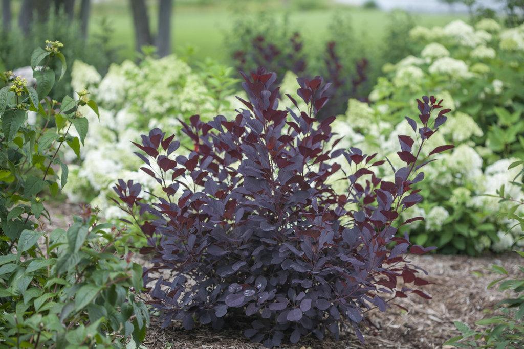 Cotinus Coggygria Winecraft Black - View 4 from www redcrocus com
