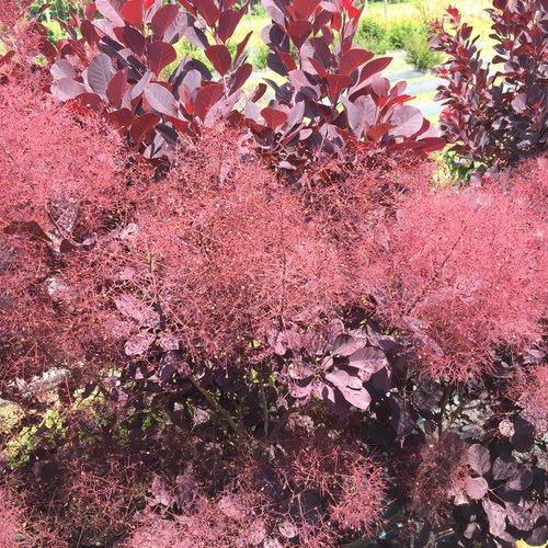 Cotinus Coggygria Winecraft Black - View 5 from www redcrocus com