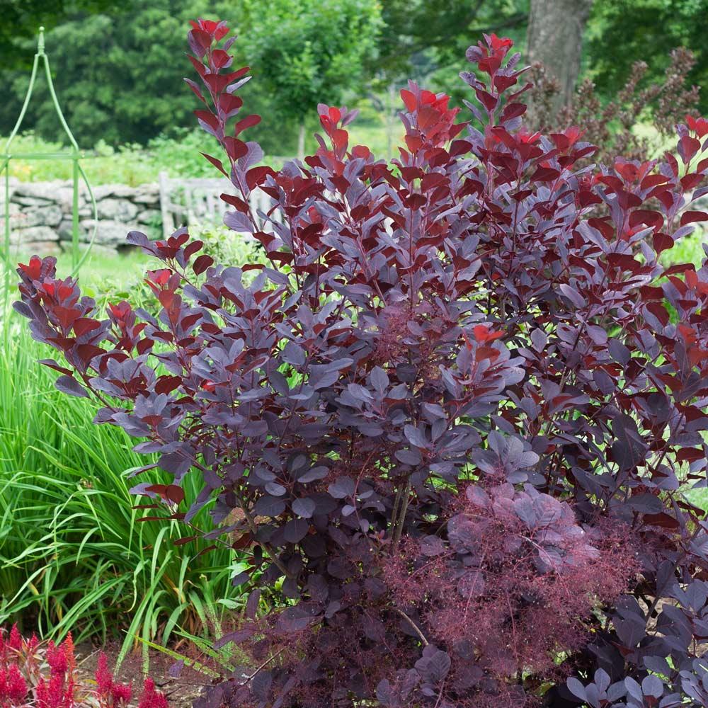 Cotinus Coggygria Winecraft Black - View 6 from www redcrocus com