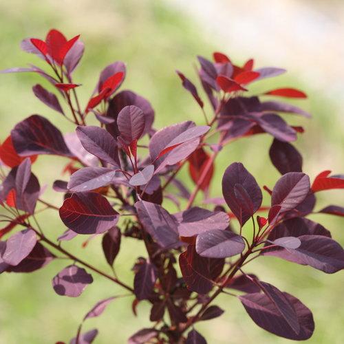 Cotinus Coggygria Winecraft Black - View 7 from www redcrocus com