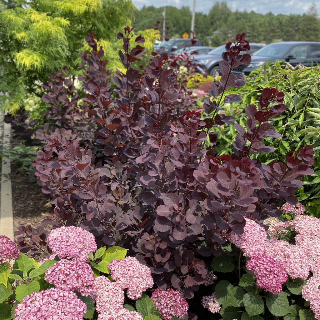 Cotinus Coggygria Winecraft Black - View 8 from www redcrocus com