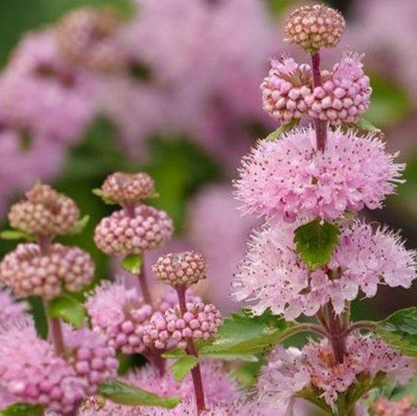 Caryopteris 'beyond Pink'd' - View 14 from www redcrocus com