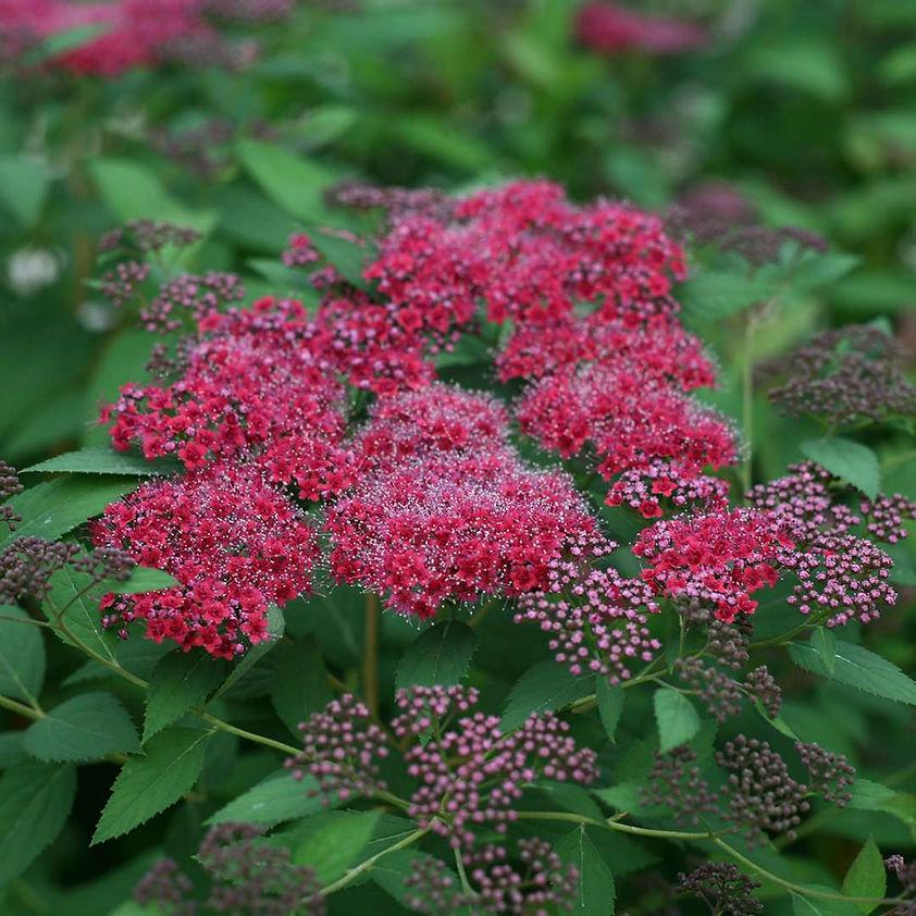 Caryopteris 'beyond Pink'd' - View 16 from www redcrocus com