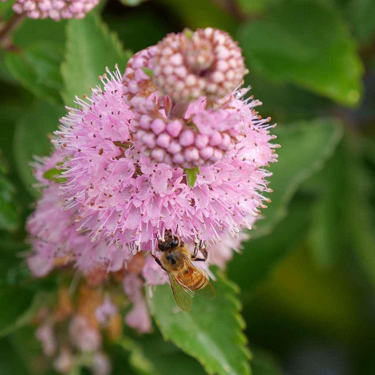 Caryopteris 'beyond Pink'd' - View 17 from www redcrocus com