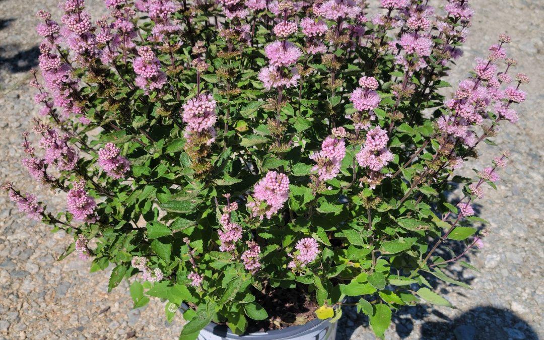 Caryopteris 'beyond Pink'd' - View 18 from www redcrocus com