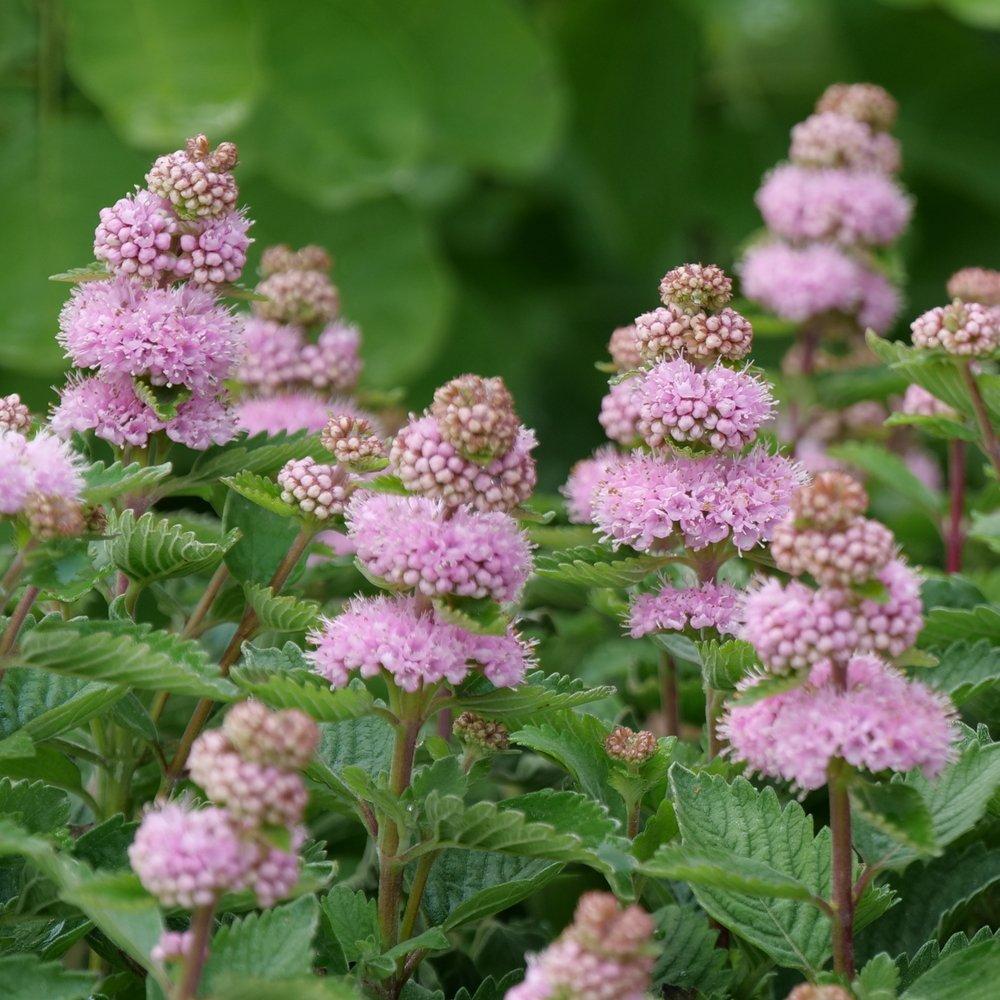 Caryopteris 'beyond Pink'd' - View 8 from www redcrocus com