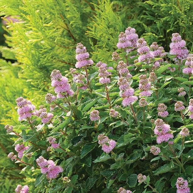 Caryopteris 'beyond Pink'd' - View 9 from www redcrocus com