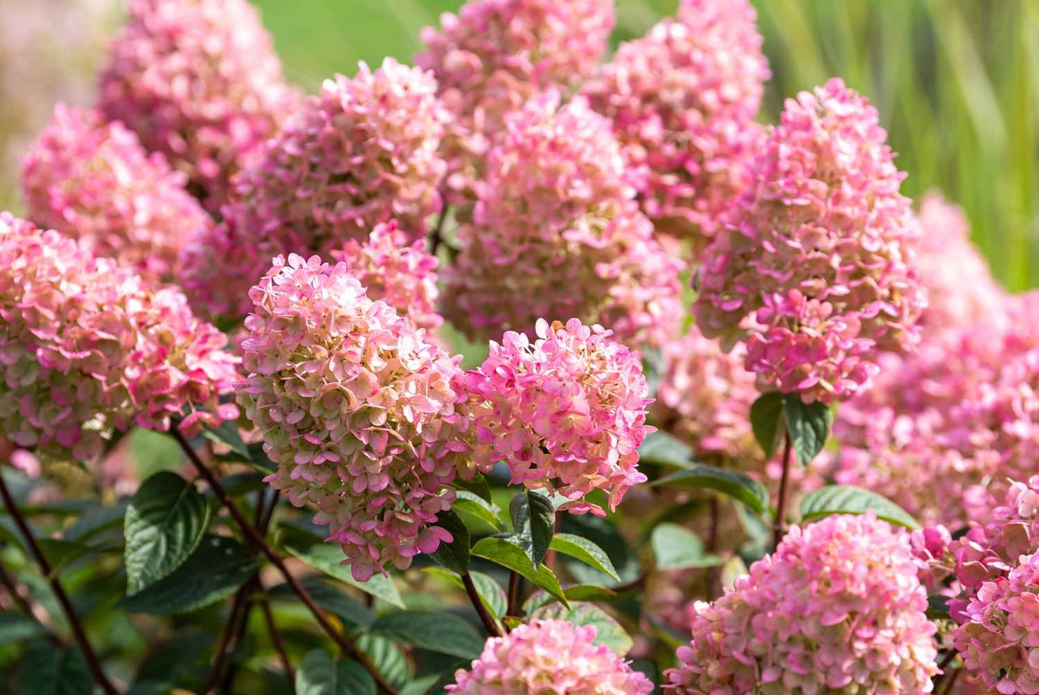 Hydrangea Paniculata 'strawberry Sundae' - View 11 from www redcrocus com
