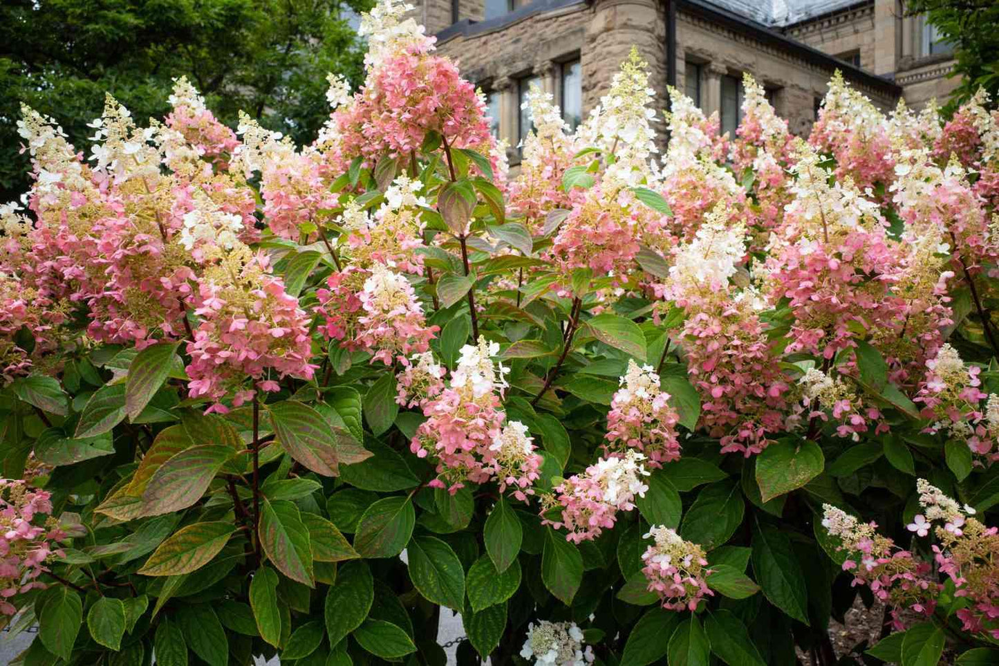 Hydrangea Paniculata 'strawberry Sundae' - View 12 from www redcrocus com