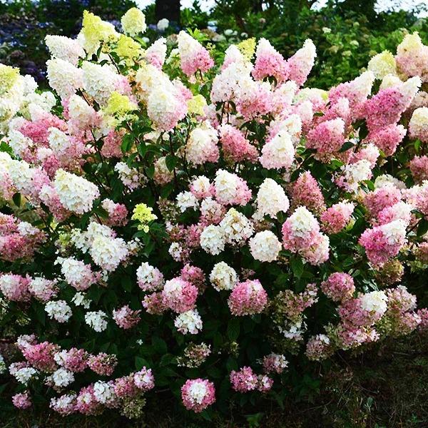 Hydrangea Paniculata 'strawberry Sundae' - View 15 from www redcrocus com