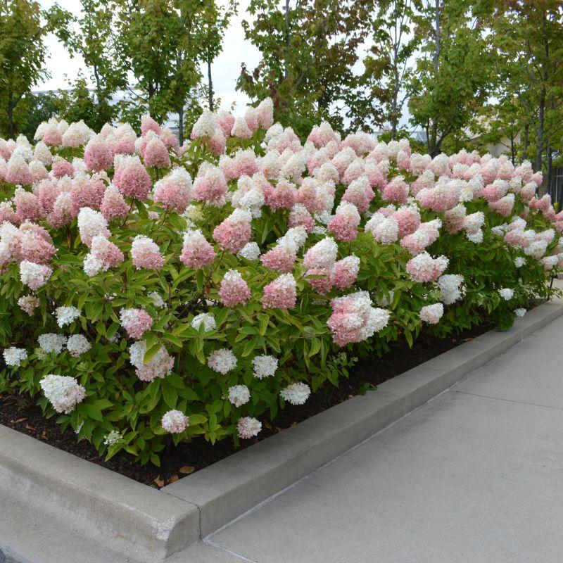 Hydrangea Paniculata 'strawberry Sundae' - View 16 from www redcrocus com