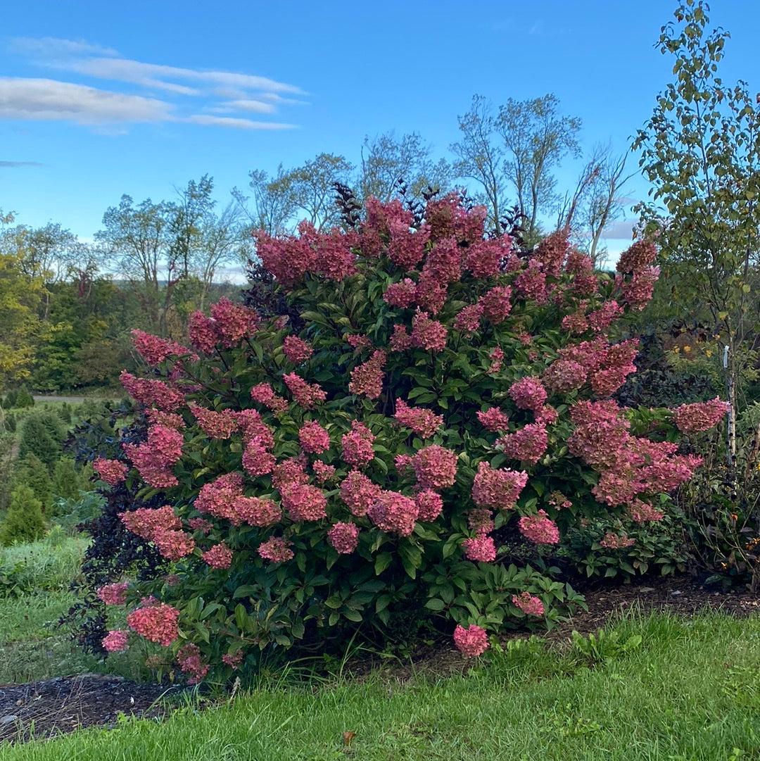 Hydrangea Paniculata 'strawberry Sundae' - View 17 from www redcrocus com