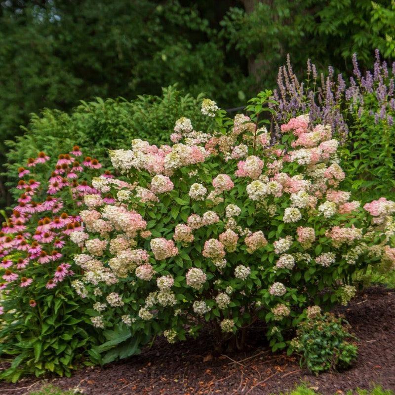 Hydrangea Paniculata 'strawberry Sundae' - View 19 from www redcrocus com