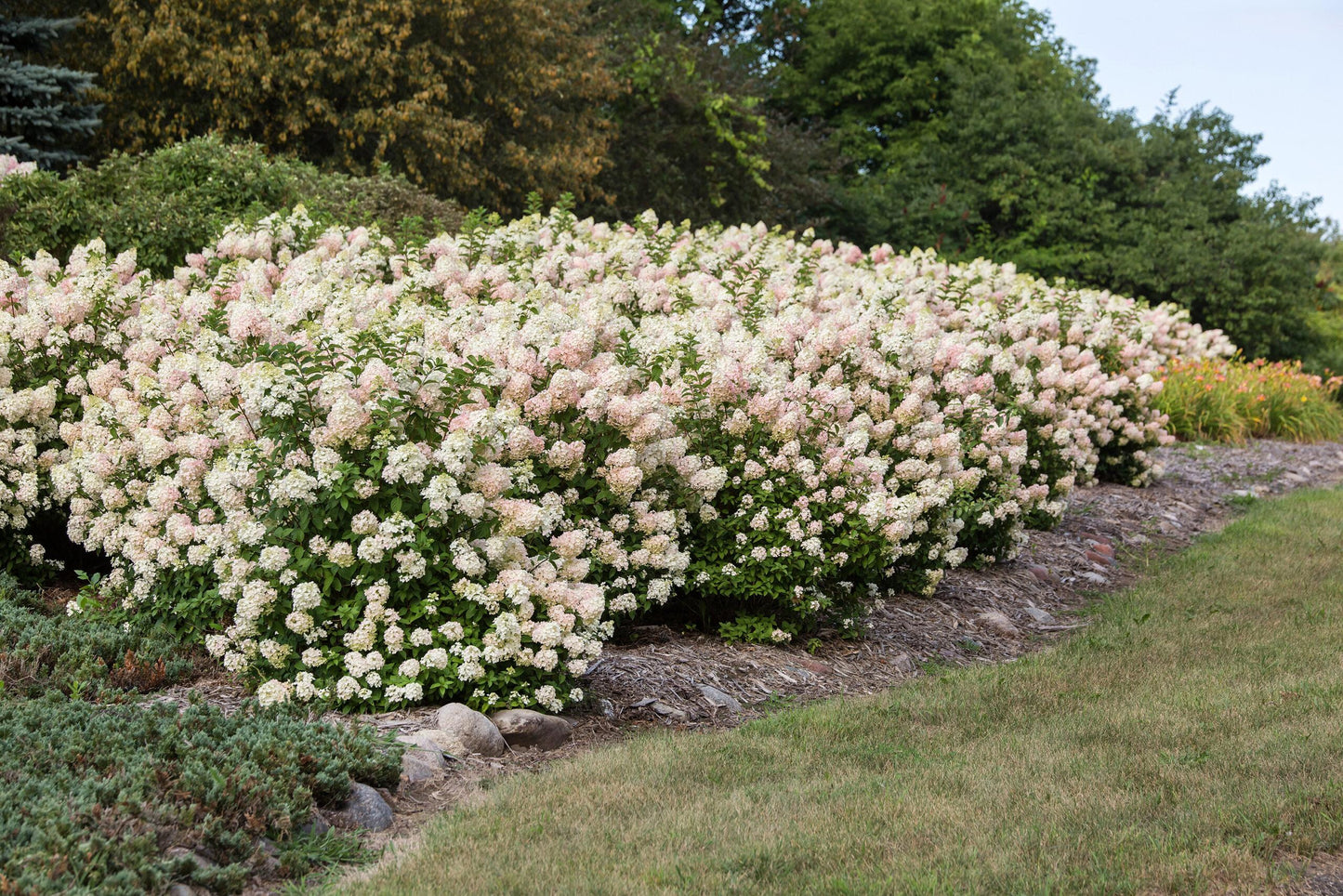 Hydrangea Paniculata 'strawberry Sundae' - View 1 from www redcrocus com