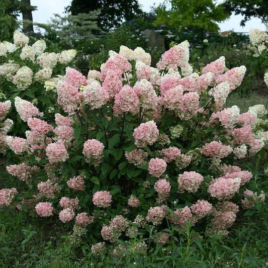 Hydrangea Paniculata 'strawberry Sundae' - View 21 from www redcrocus com