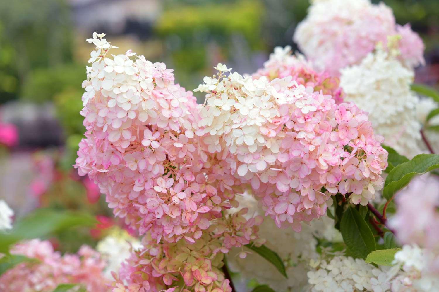 Hydrangea Paniculata 'strawberry Sundae' - View 26 from www redcrocus com