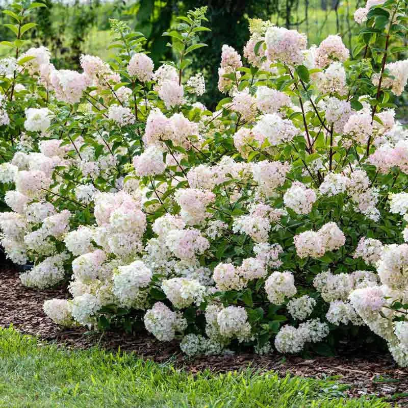 Hydrangea Paniculata 'strawberry Sundae' - View 28 from www redcrocus com
