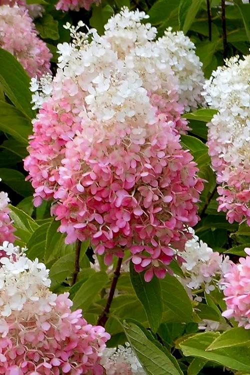 Hydrangea Paniculata 'strawberry Sundae' - View 29 from www redcrocus com