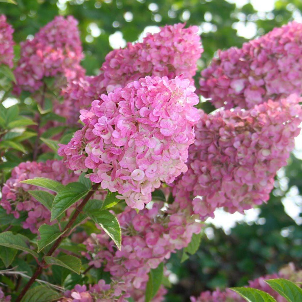 Hydrangea Paniculata 'strawberry Sundae' - View 2 from www redcrocus com