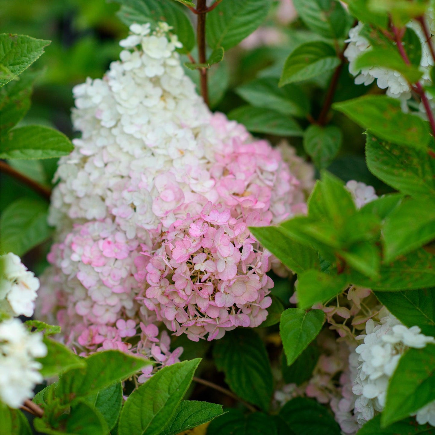 Hydrangea Paniculata 'strawberry Sundae' - View 32 from www redcrocus com