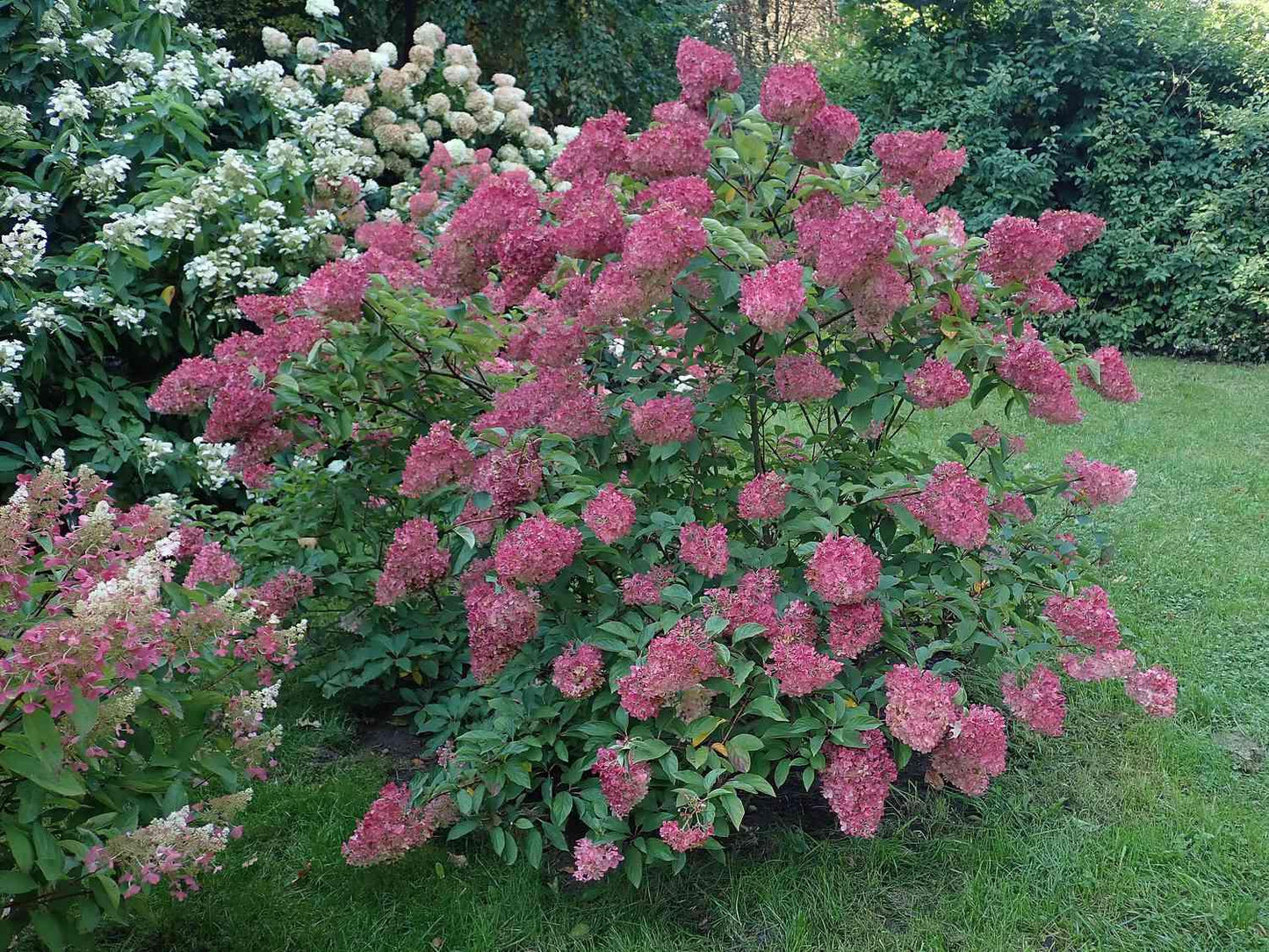 Hydrangea Paniculata 'strawberry Sundae' - View 33 from www redcrocus com