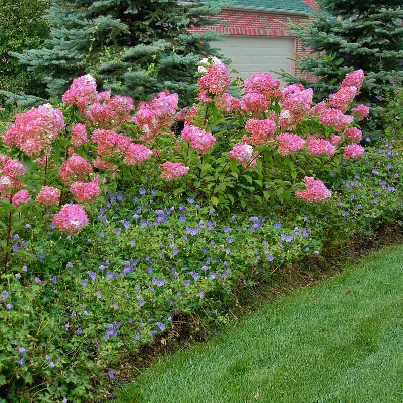 Hydrangea Paniculata 'strawberry Sundae' - View 34 from www redcrocus com