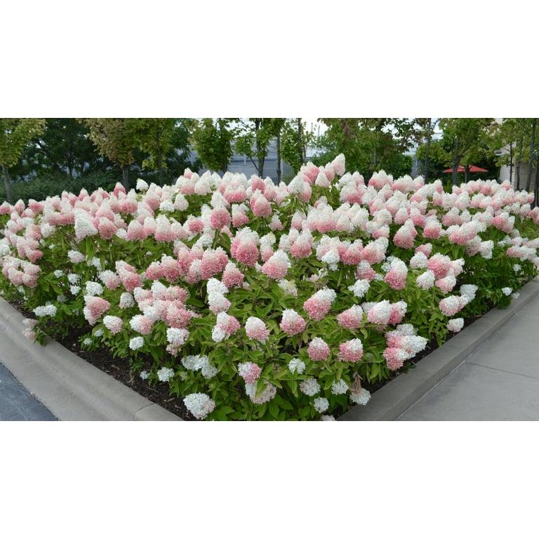 Hydrangea Paniculata 'strawberry Sundae' - View 36 from www redcrocus com