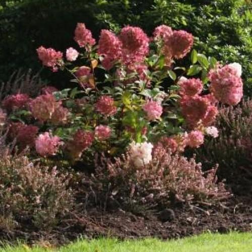 Hydrangea Paniculata 'strawberry Sundae' - View 38 from www redcrocus com