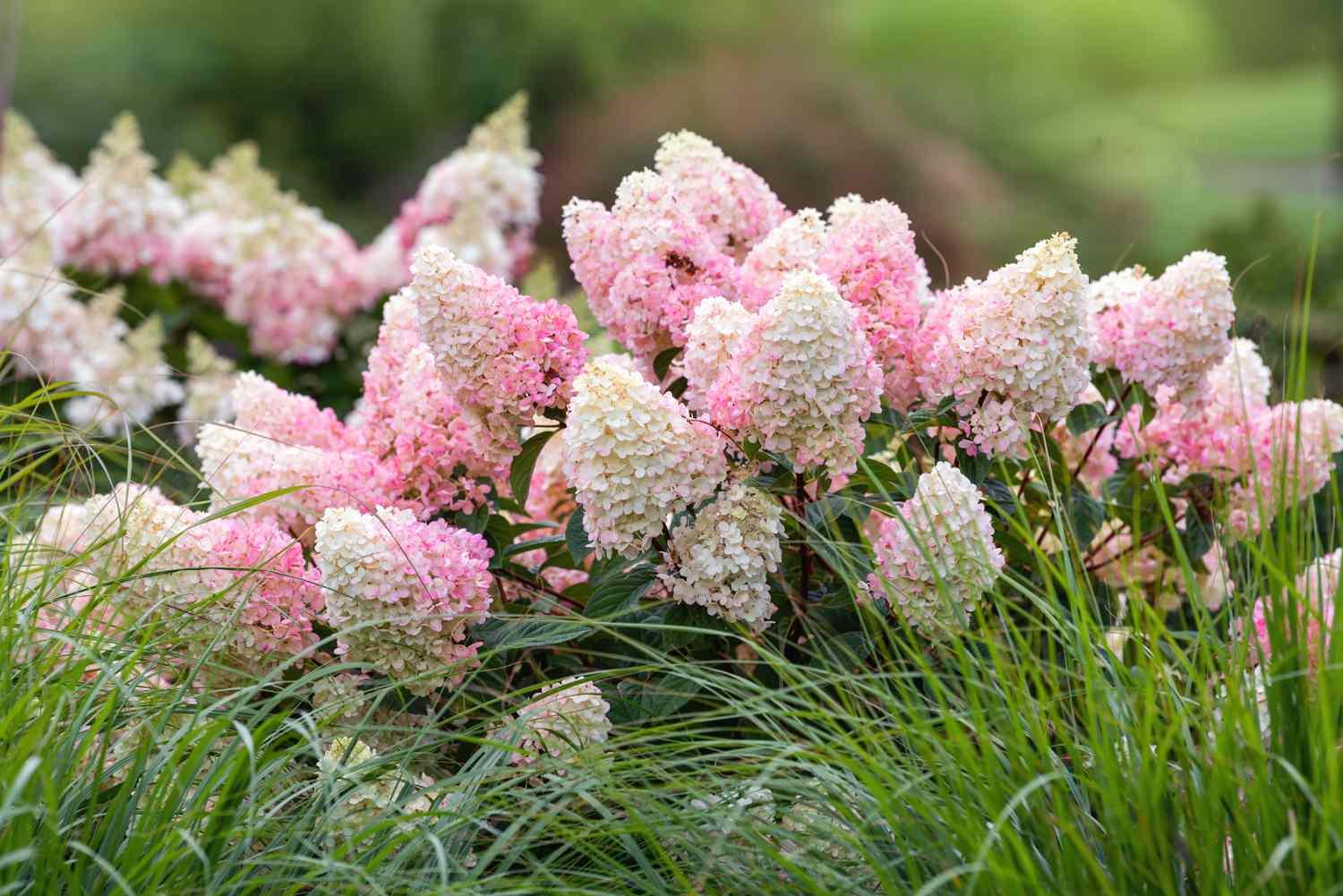 Hydrangea Paniculata 'strawberry Sundae' - View 7 from www redcrocus com