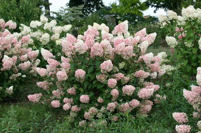 Hydrangea Paniculata 'strawberry Sundae' - View 8 from www redcrocus com
