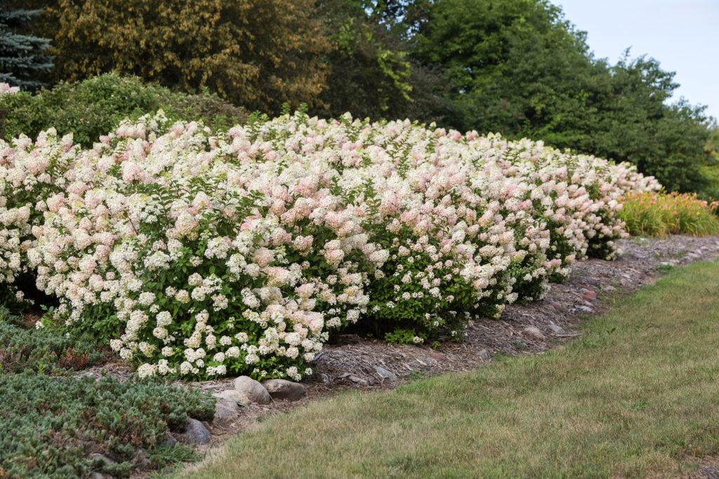 Hydrangea Paniculata 'strawberry Sundae' - View 9 from www redcrocus com