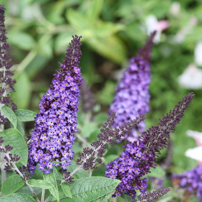 Buddleia Davidii 'pugster Blue' - View 10 from www redcrocus com