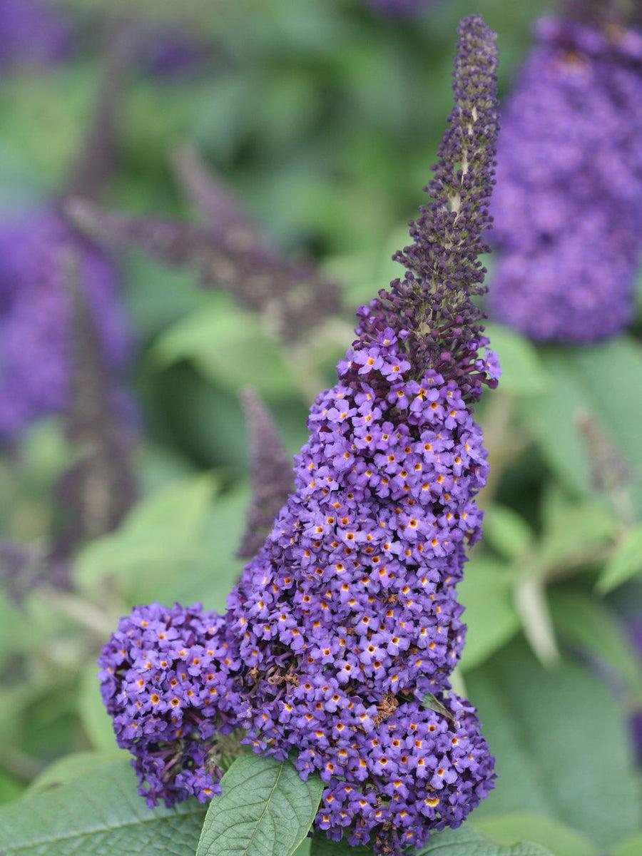 Buddleia Davidii 'pugster Blue' - View 13 from www redcrocus com