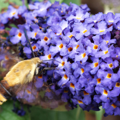 Buddleia Davidii 'pugster Blue' - View 14 from www redcrocus com