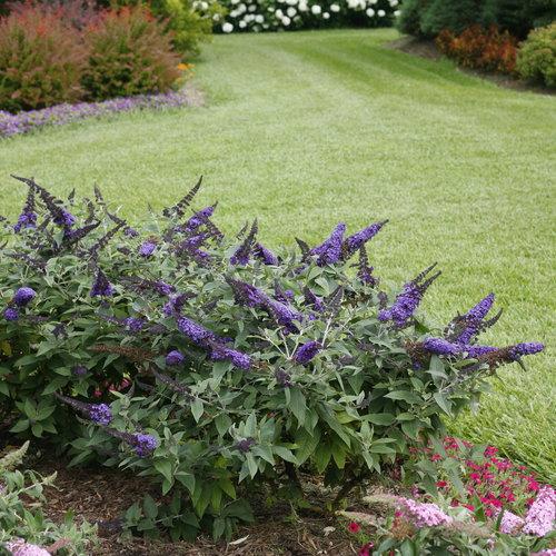 Buddleia Davidii 'pugster Blue' - View 1 from www redcrocus com