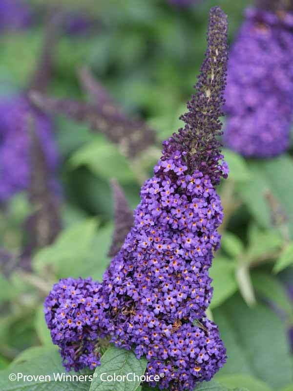 Buddleia Davidii 'pugster Blue' - View 20 from www redcrocus com