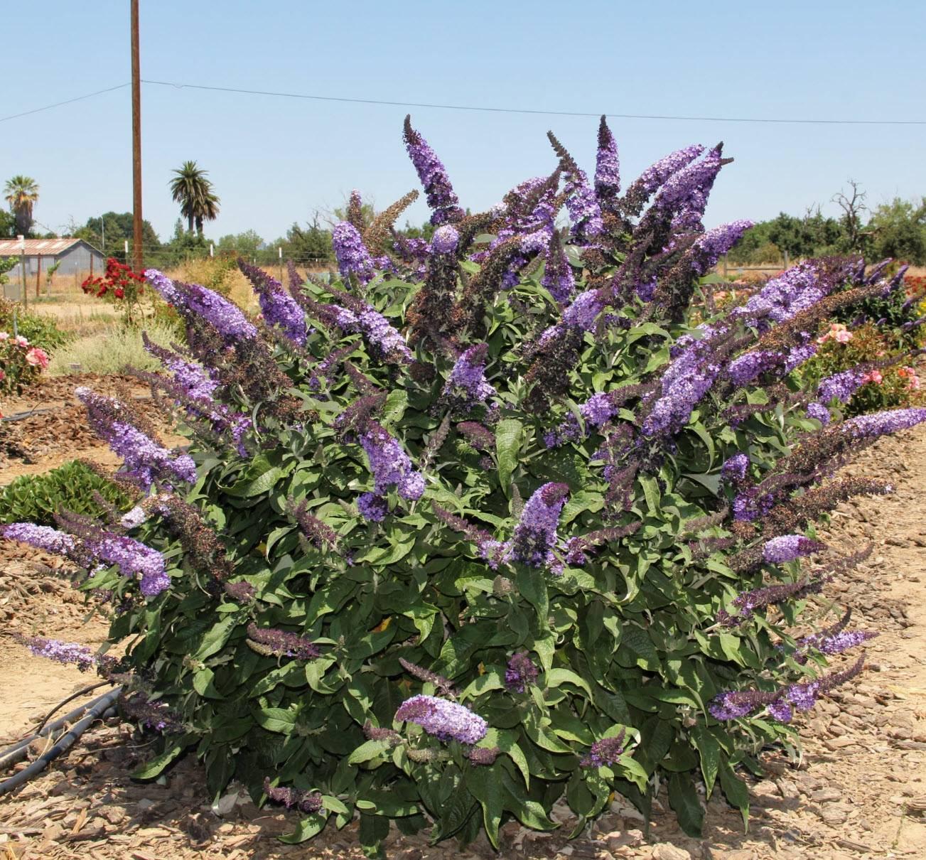 Buddleia Davidii 'pugster Blue' - View 22 from www redcrocus com