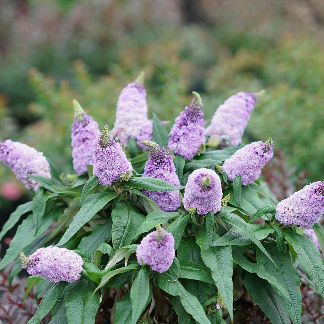 Buddleia Davidii 'pugster Blue' - View 25 from www redcrocus com