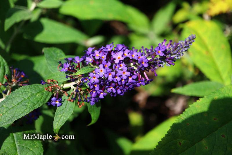 Buddleia Davidii 'pugster Blue' - View 28 from www redcrocus com