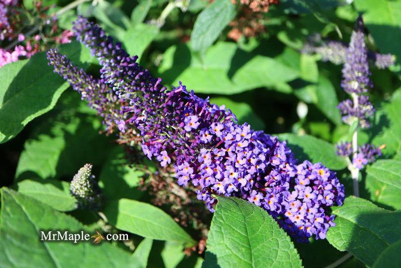Buddleia Davidii 'pugster Blue' - View 29 from www redcrocus com