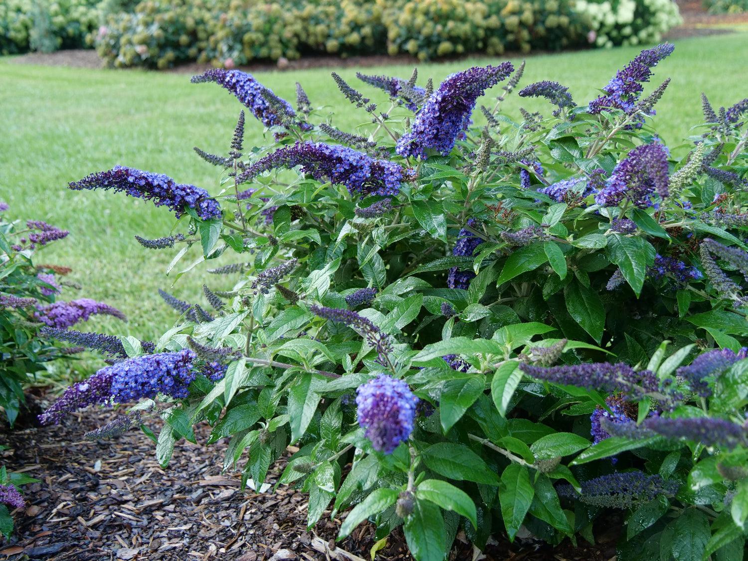 Buddleia Davidii 'pugster Blue' - View 2 from www redcrocus com