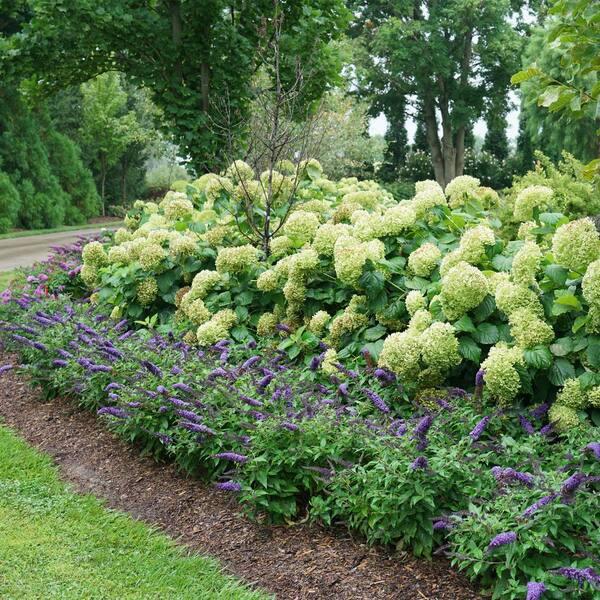 Buddleia Davidii 'pugster Blue' - View 33 from www redcrocus com