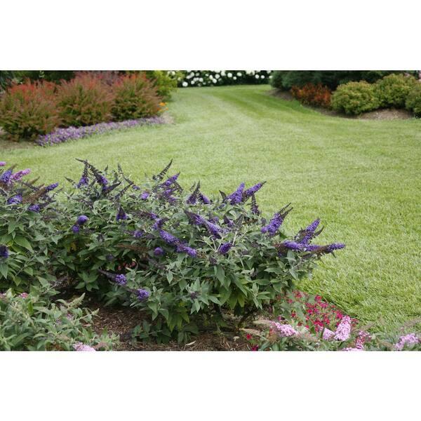 Buddleia Davidii 'pugster Blue' - View 34 from www redcrocus com