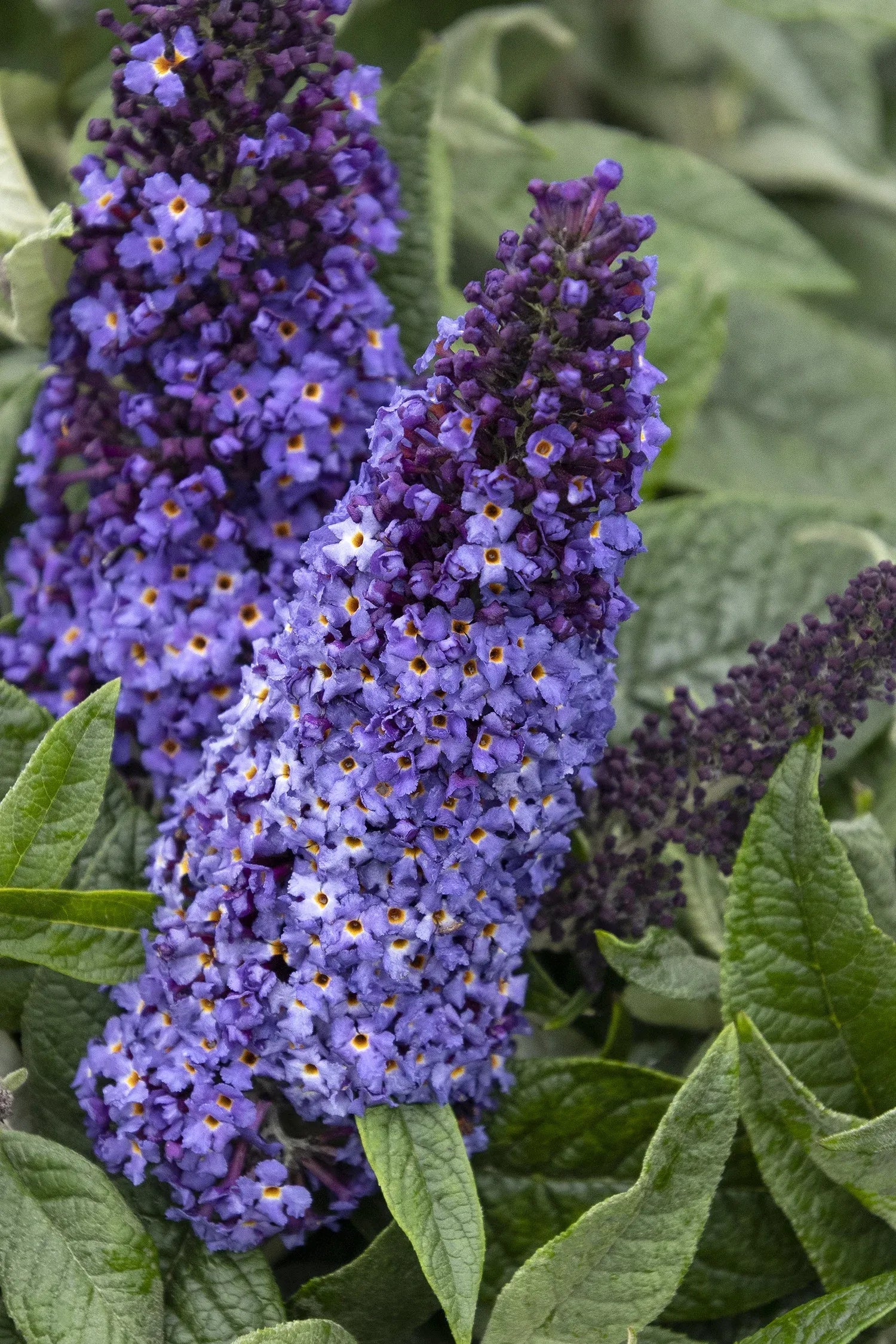 Buddleia Davidii 'pugster Blue' - View 35 from www redcrocus com
