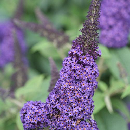 Buddleia Davidii 'pugster Blue' - View 38 from www redcrocus com